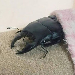 Meet your Posher, Jade